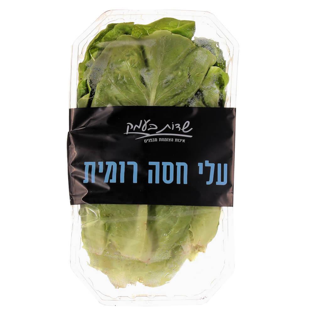 חסה רומית